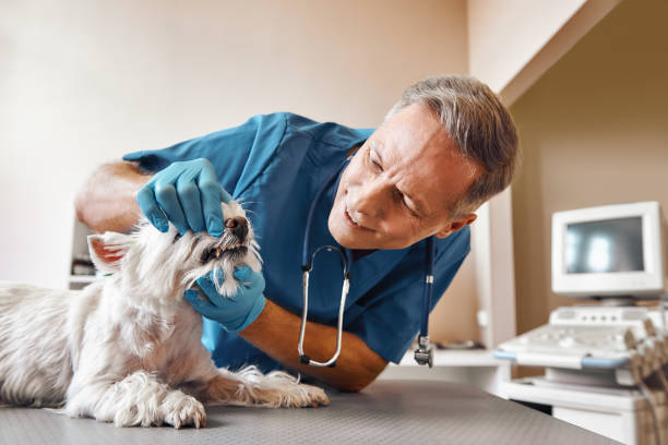 Best Emergency Tooth Extraction in Shawnee Hills, OH
